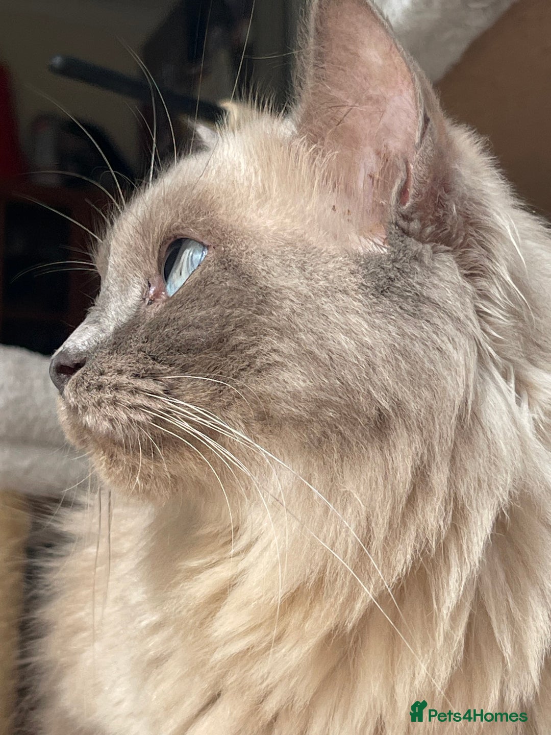 Ragdoll cats for sale: TICA registered pedigree Mink & blue point kittens - Image 34