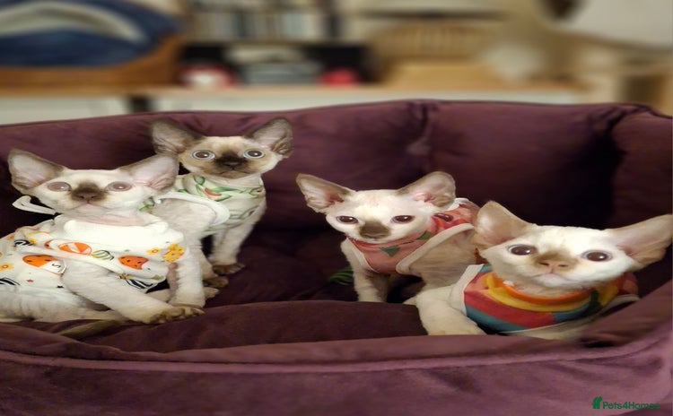 Devon Rex cats - Advert 2