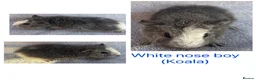 Guinea Pig rodents for sale: Baby guinea pigs  - Advert 12