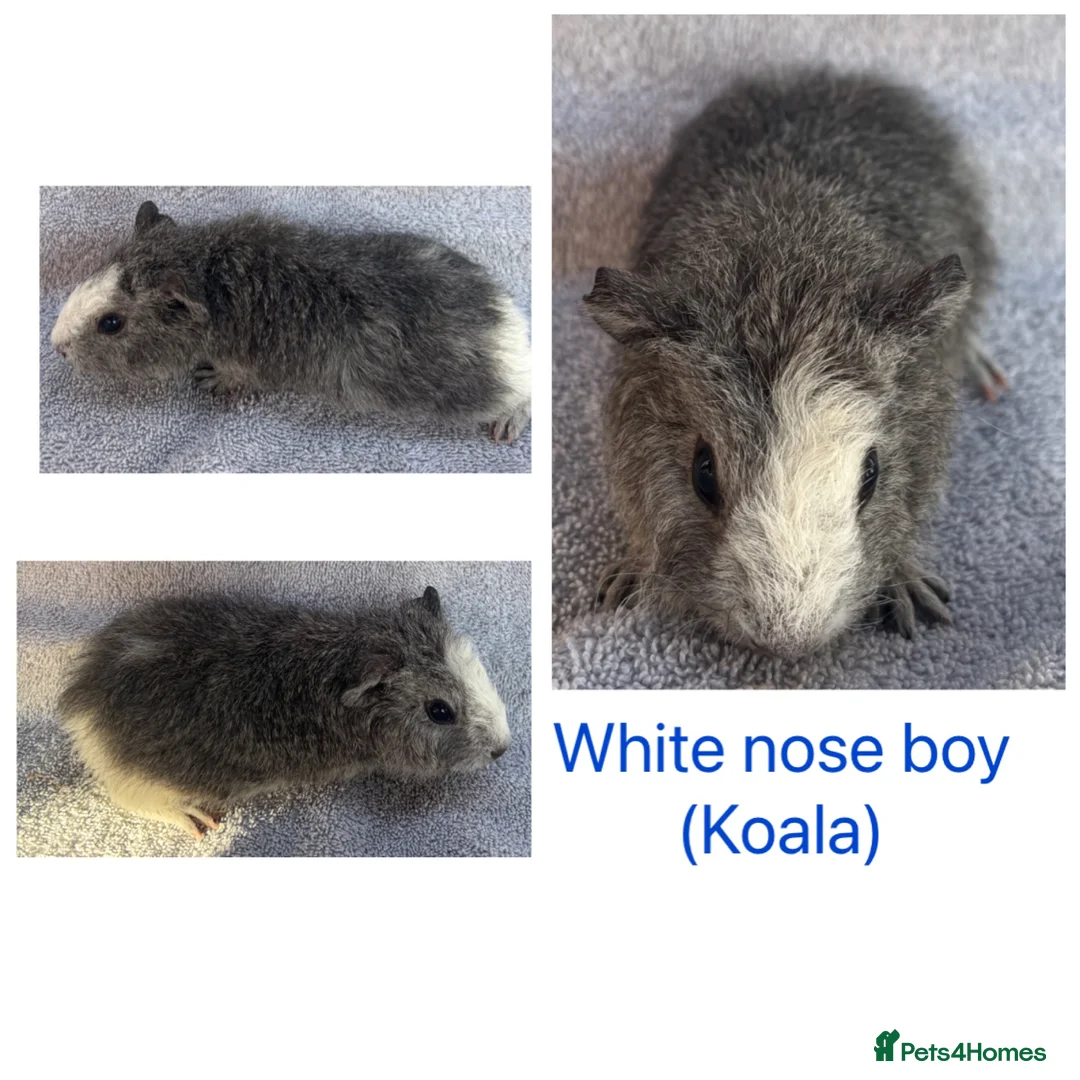 Guinea Pig rodents for sale: Baby guinea pigs  - Advert 12