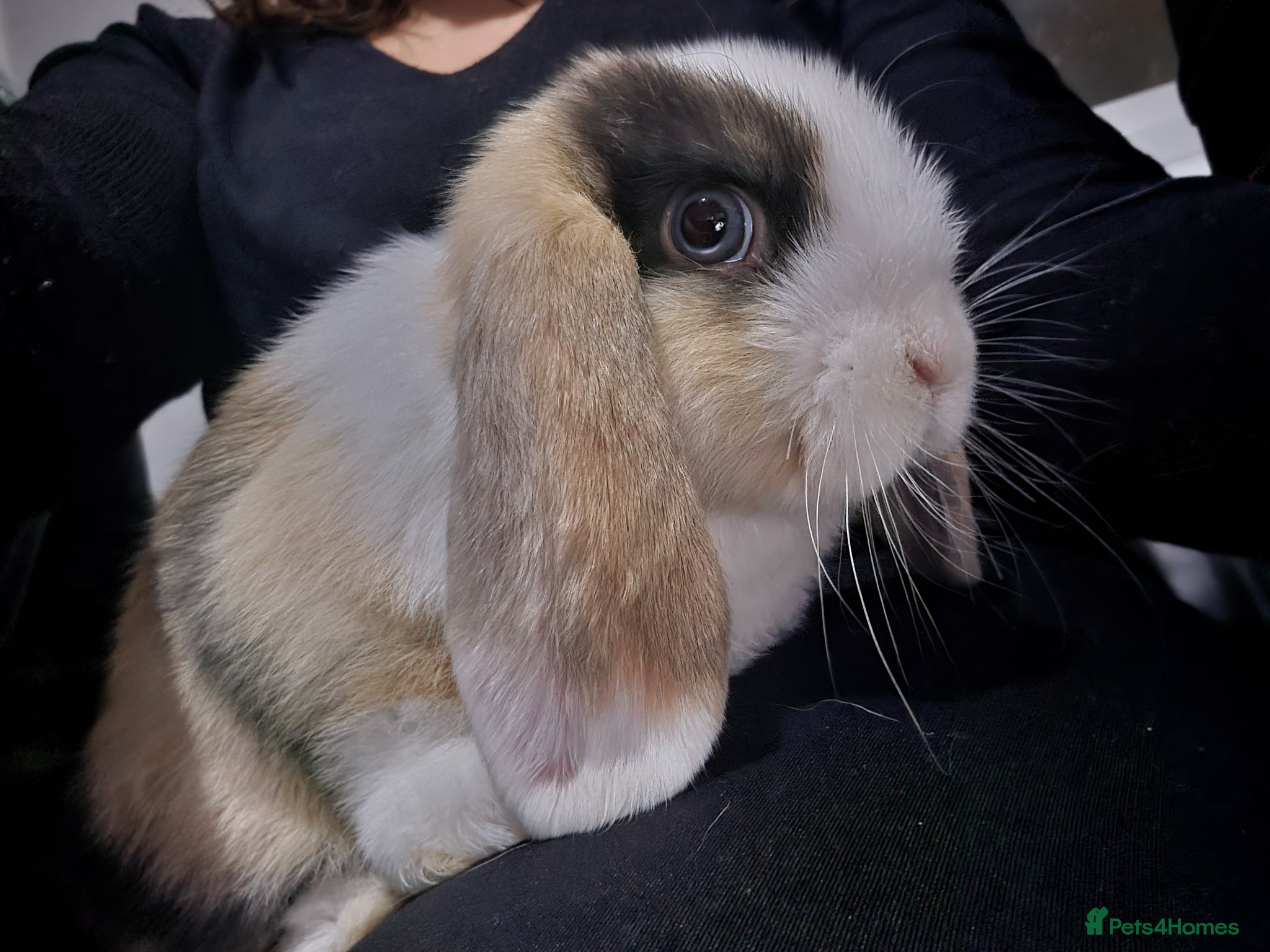 Mini Lop rabbits Mini Lop (Neutered) + Netherland Dwarf –Vaccinated - Advert 1