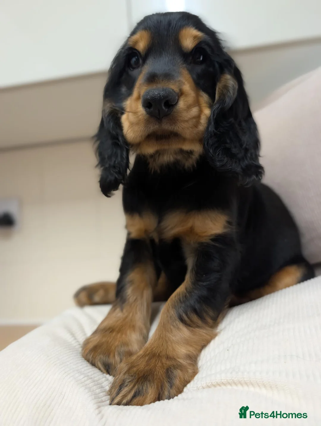 Cocker Spaniel dogs for sale: Gorgeous Show Cocker Spaniel Puppies  - Advert 25