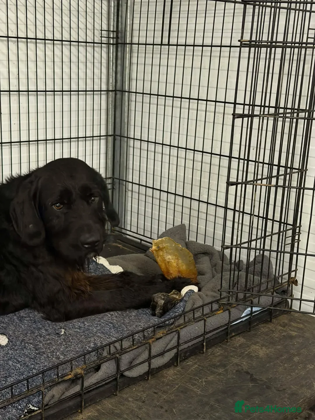 Mixed Breed dogs for adoption: Riley - Advert 3