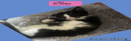 Mixed Breed cats for sale: Tuxedo and black  - Advert 1