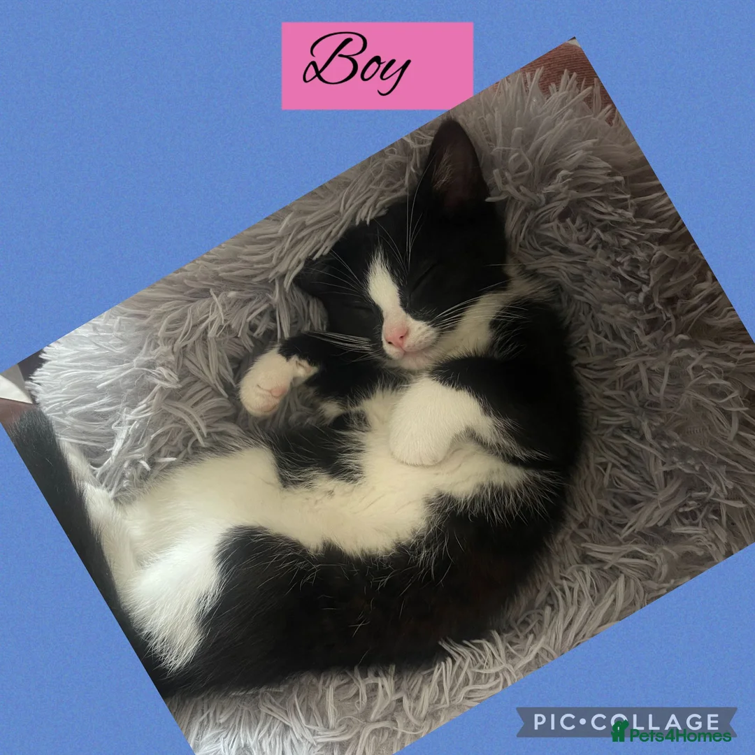 Mixed Breed cats for sale: Tuxedo and black  - Advert 1