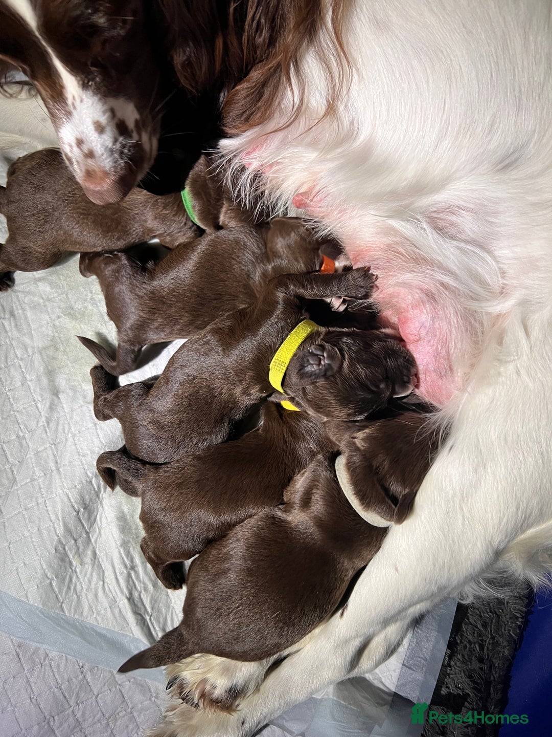 Sprocker dogs for sale: Beautiful Liver/Chocolate & White Sprocker Puppies - Image 5