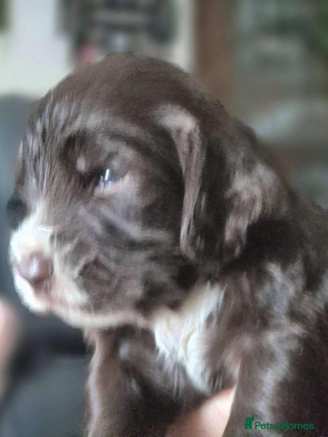 Sprocker dogs for sale: Sprockers - Image 12
