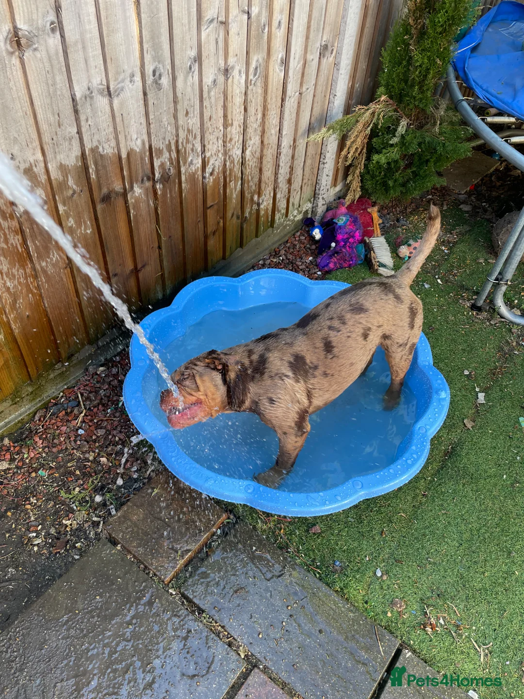 Olde English Bulldogge dogs for sale: Daisy  - Advert 2