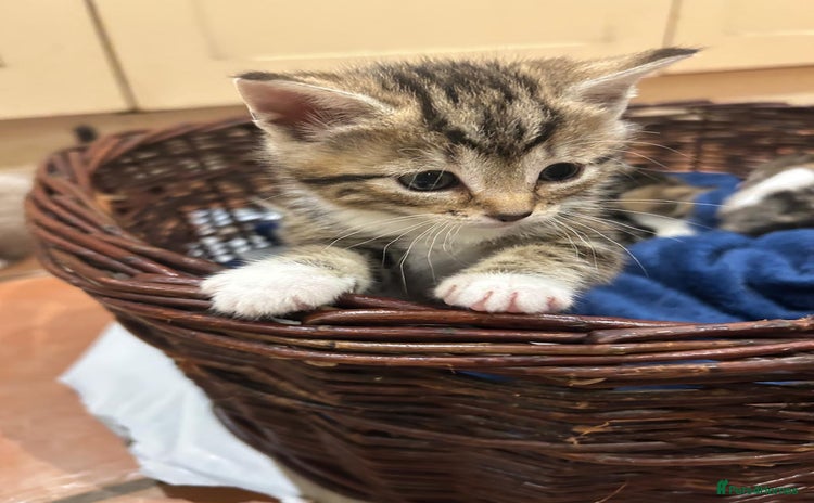 Mixed Breed cats - Advert 1