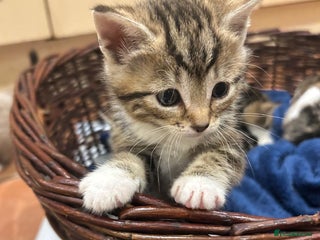 Mixed Breed cats - Advert 6