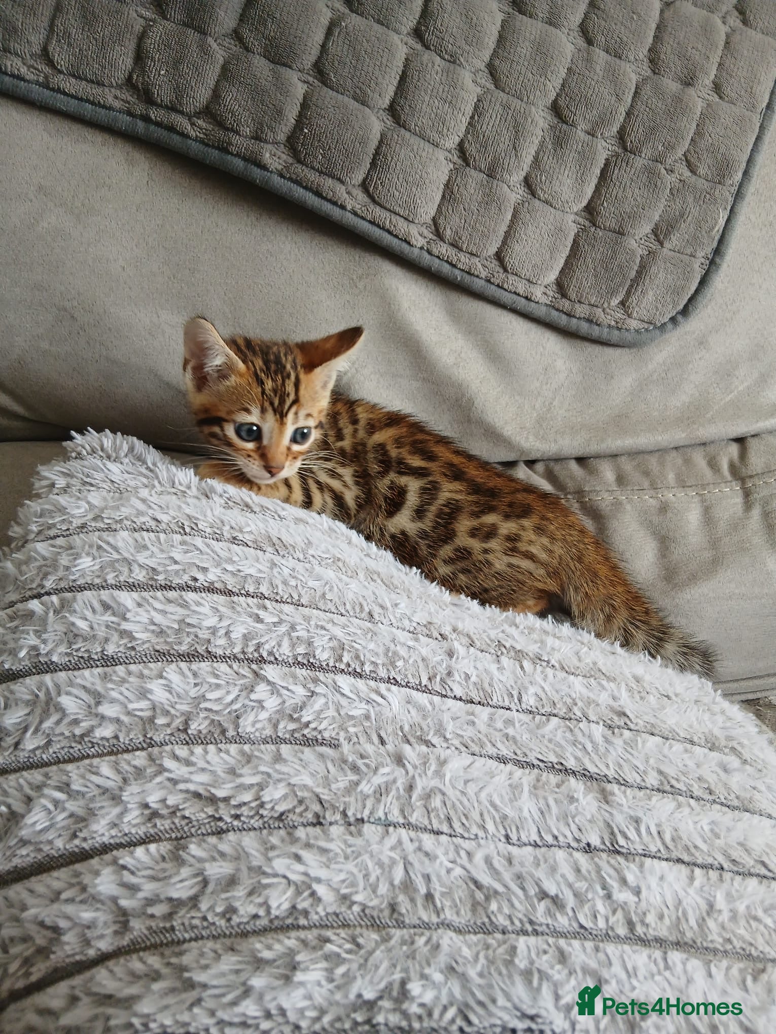 Bengal cats Pure bengal boy - Advert 2