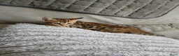 Bengal cats for sale: Pure bengal boy - Advert 3