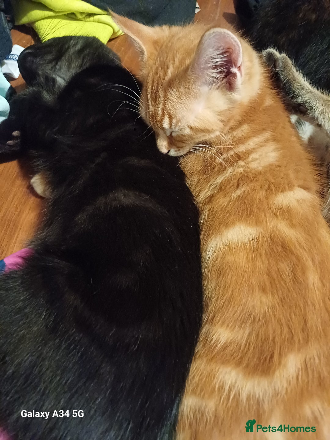 Mixed Breed cats for sale: 4 stunning kittens looking for their forever home. - Image 9