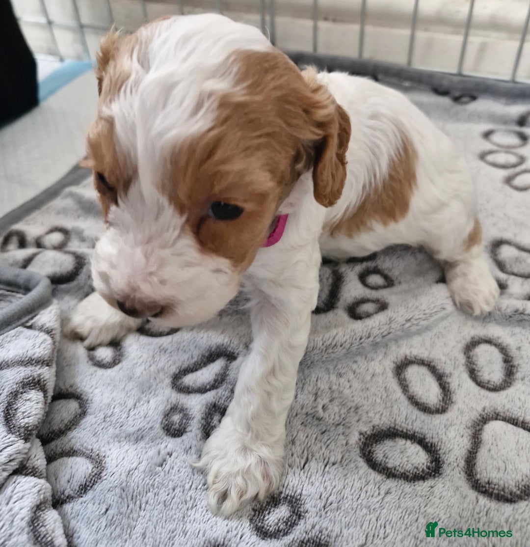 Cockapoo dogs for sale: F1 COCKERPOO PUPPIES FOR SALE  - Image 8