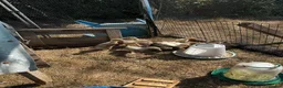 Ducks poultry for sale: ***Indian Runner Cross Ducklings*** only 2 left! - Advert 5