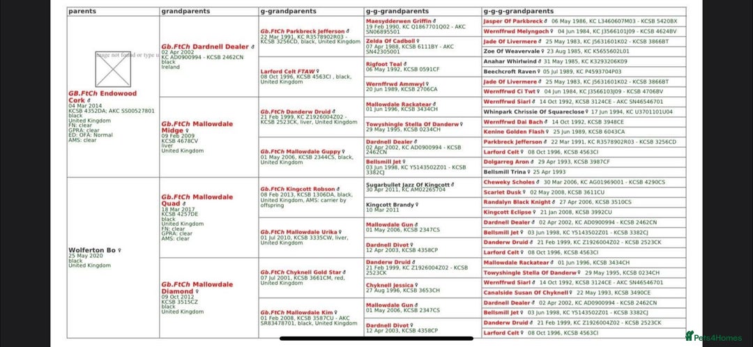 Cocker Spaniel dogs for sale: WORKING COCKER PUPS  - Advert 6