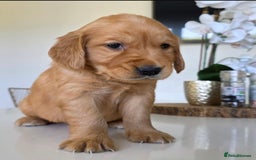 Golden Retriever dogs for sale: Dark Working Golden Retriever puppies  - Image 9