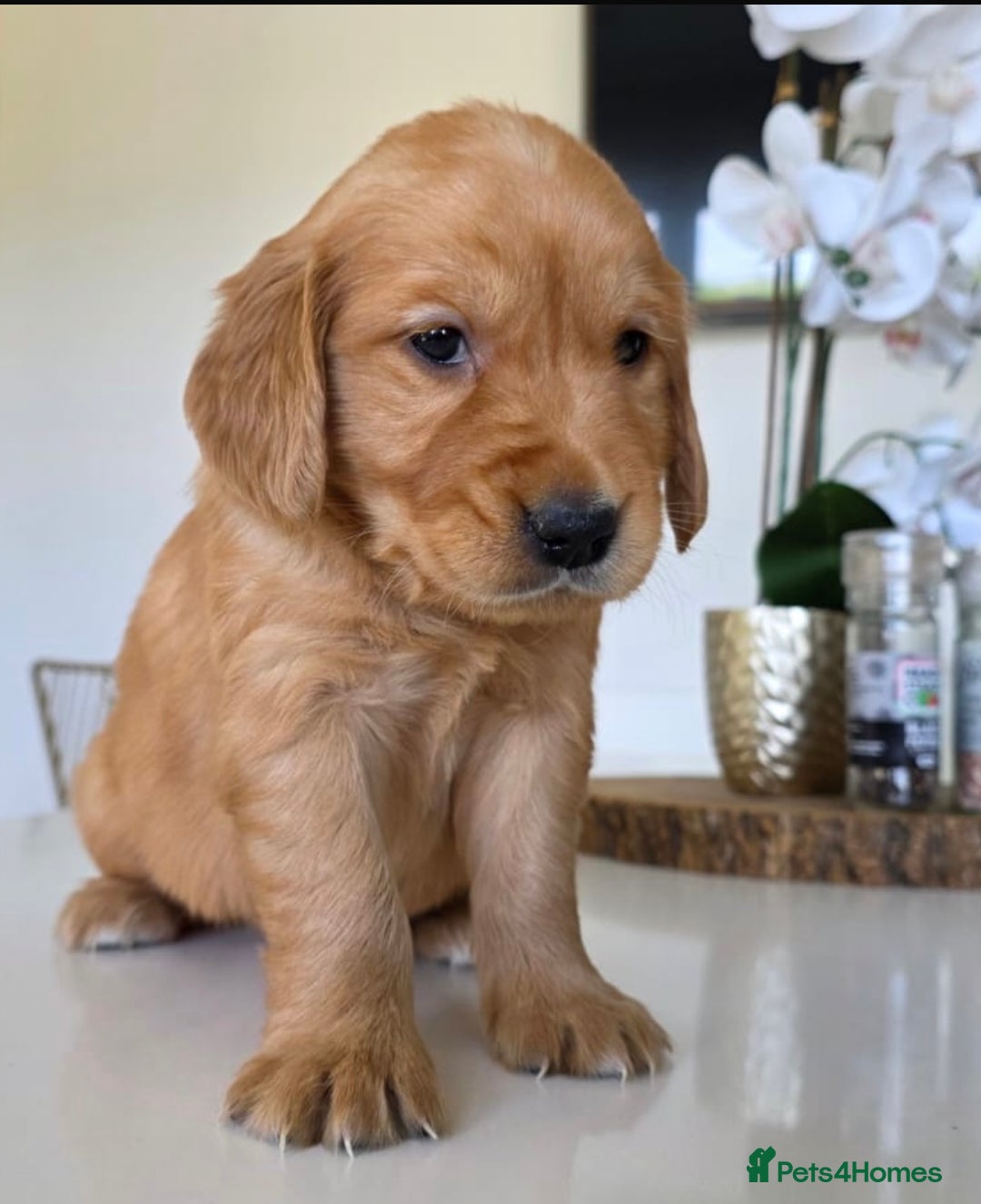Golden Retriever dogs for sale: Dark Working Golden Retriever puppies  - Image 9