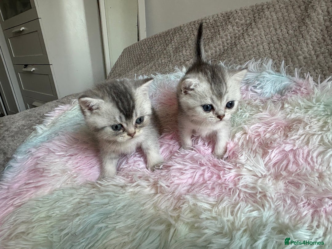 British Shorthair cats for sale: Grand champion bloodline silver shaded BSH kittens - Image 8