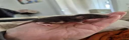Rat rodents for sale: Stunning litter of Dumbo rats. - Advert 8