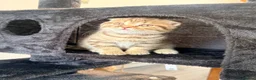 British Shorthair cats for sale:  Scottish fold x British Shorthair kittens  - Advert 10