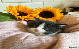 Mixed Breed cats for sale: Adorable Kittens Looking for Loving Homes  - Image 3