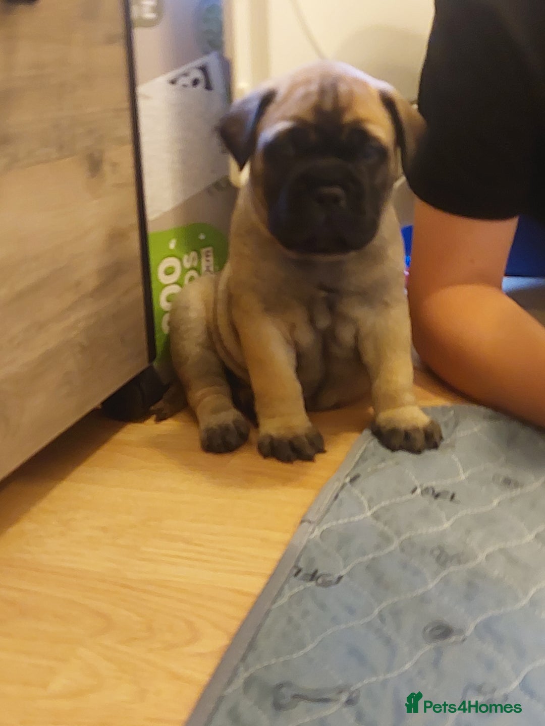Bullmastiff dogs for sale: K.c registered Bullmastiff puppies  - Image 5