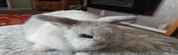 Mini Lop rabbits for sale: Stunning pure bred mini lops RTR - Advert 1