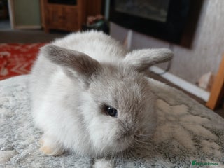 Mini Lop rabbits Stunning pure bred mini lops RTR - Advert 1