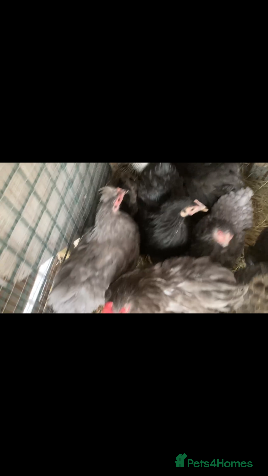 Chickens poultry for sale: Pekin bantam hens - Image 2