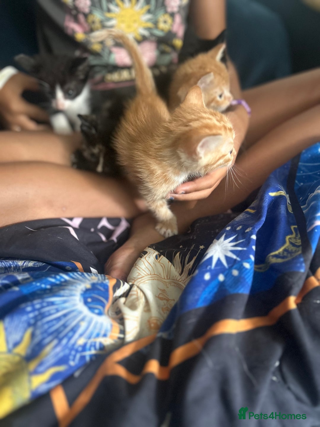 Mixed Breed cats for sale: Beautiful Kittens  - Image 2