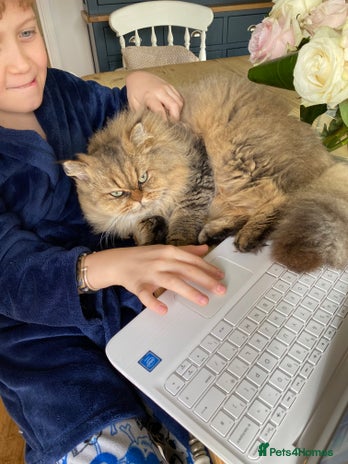 Mixed Breed cats - Advert 1