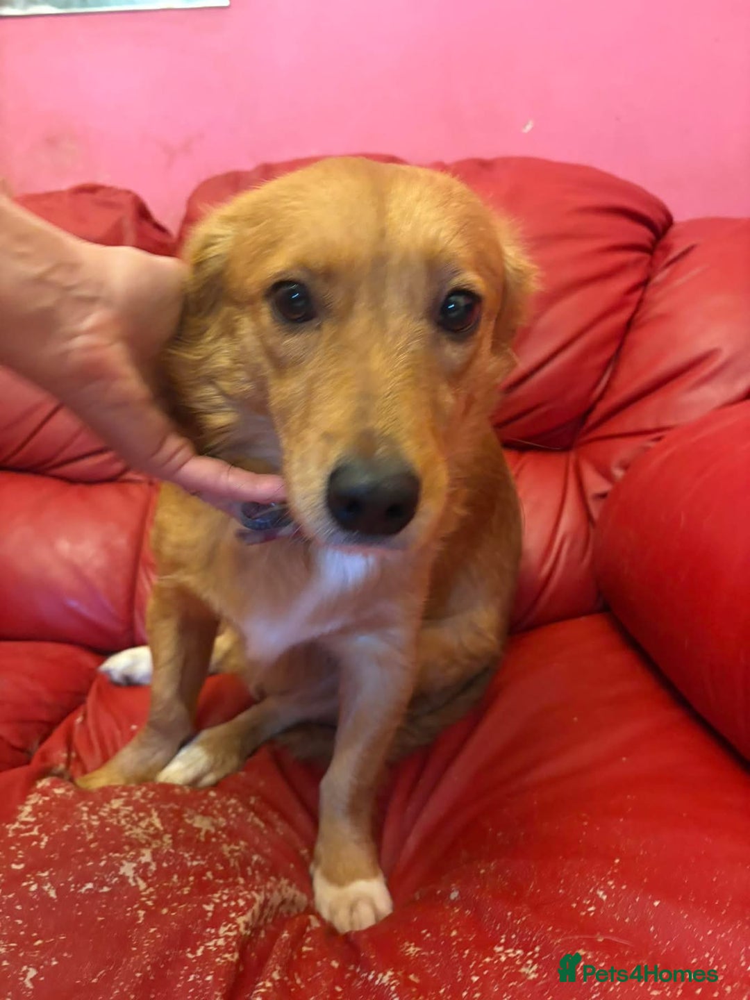 Mixed Breed dogs for adoption: Rose - Norwich Norfolk  - Advert 12