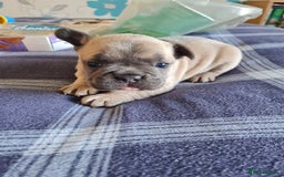 French Bulldog dogs for sale: French bulldog puppies  - Image 4