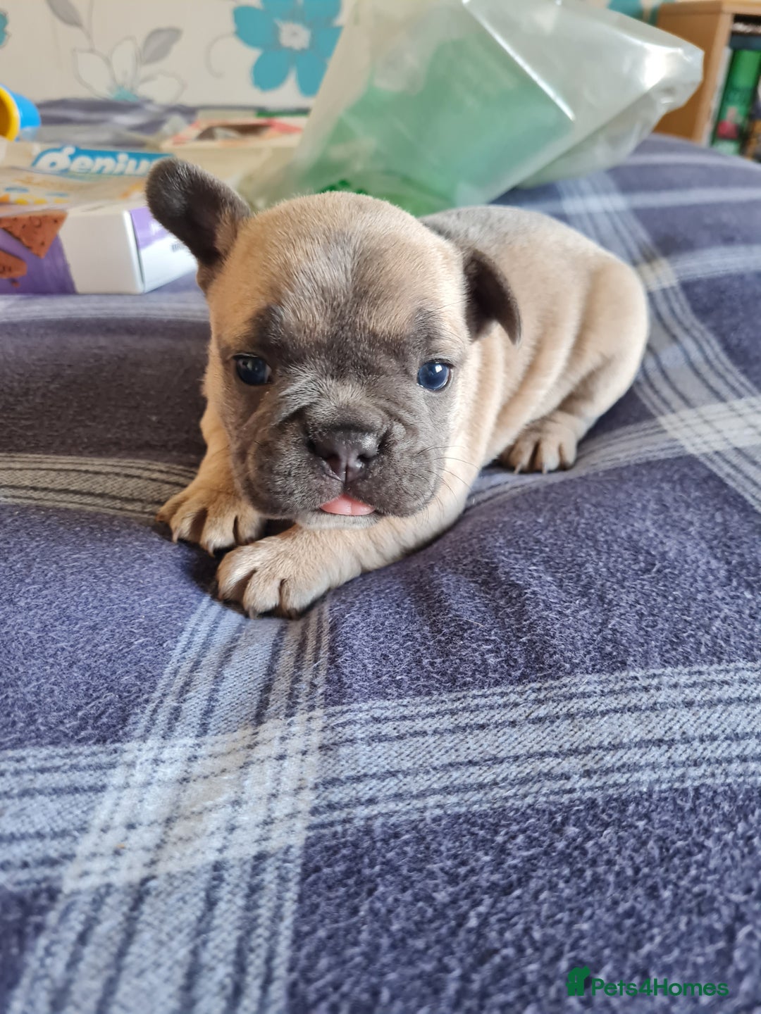 French Bulldog dogs for sale: French bulldog puppies  - Image 4
