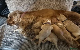 Cocker Spaniel dogs for sale: KC Stunning Golden Show-Type Cocker Spaniel  - Advert 1