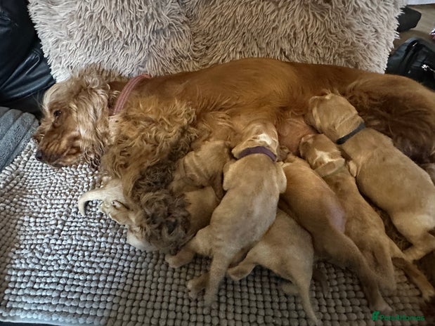 Cocker Spaniel dogs KC Stunning Golden Show-Type Cocker Spaniel - Advert 4