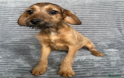 Mixed Breed dogs for sale: Adorable spaniel cross babies - Image 7
