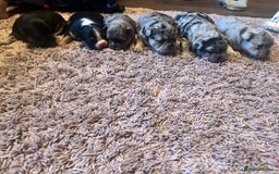 Mixed Breed dogs for sale: French bulldog/pocket bully  - Image 1