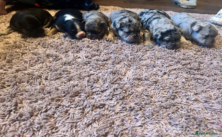 Mixed Breed dogs - Advert 14