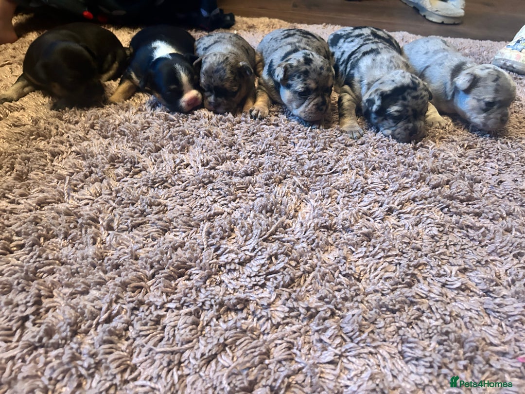 Mixed Breed dogs for sale: French bulldog/pocket bully  - Image 1