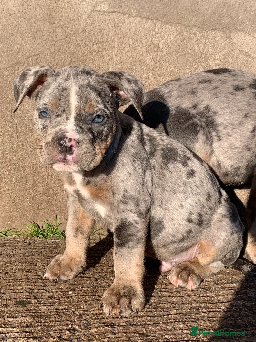Olde English Bulldogge dogs for sale: Olde English bulldogges generational  - Advert 32