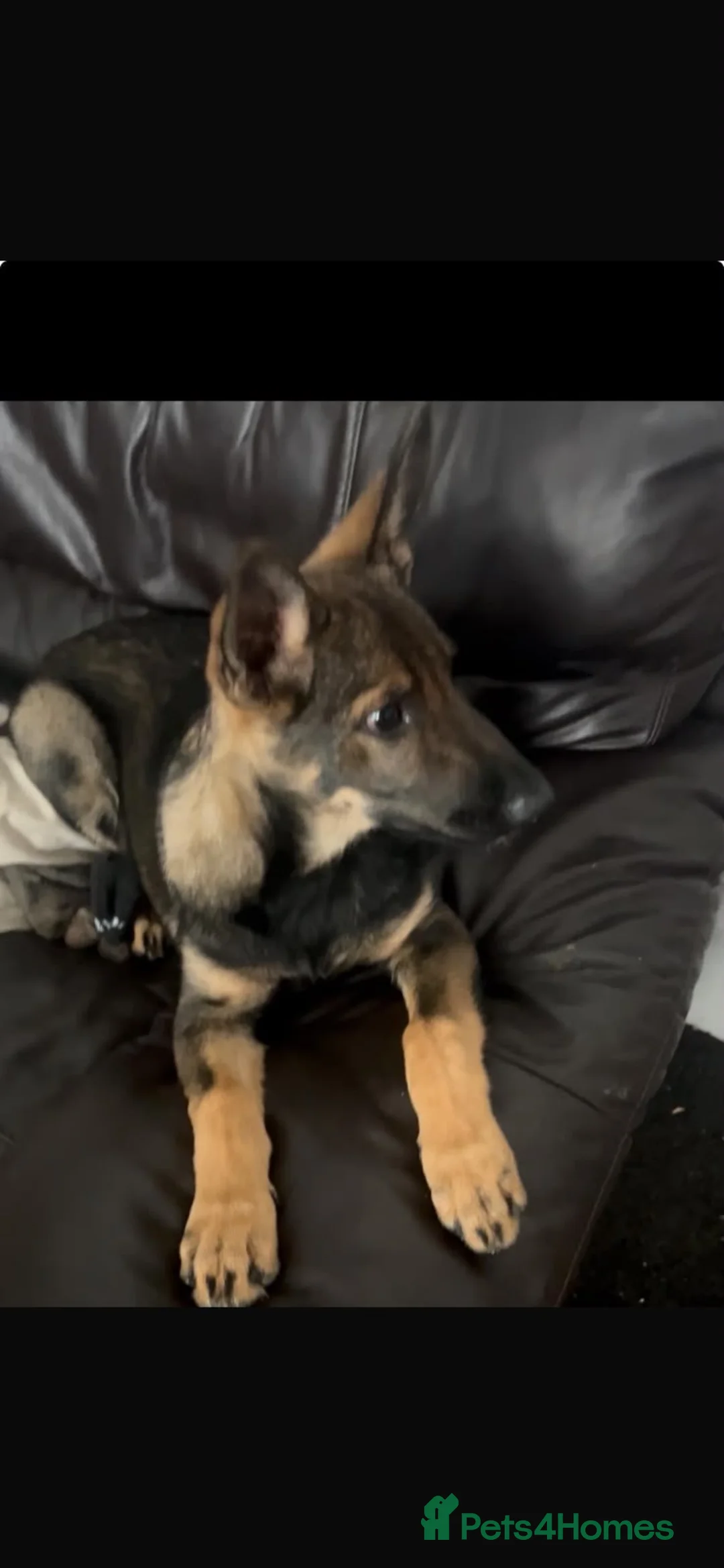 German Shepherd dogs for sale: German Shepard working line  - Advert 9