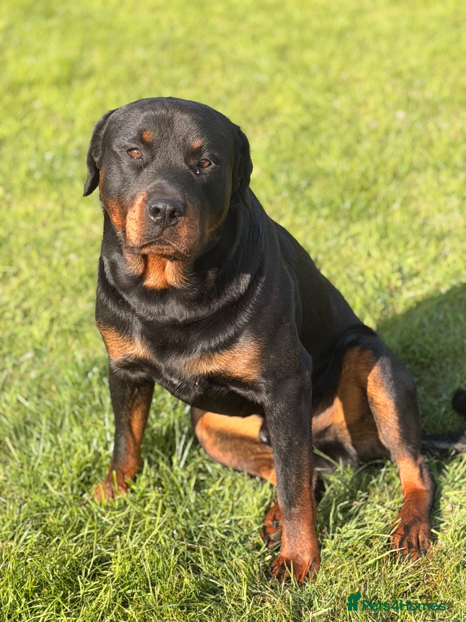 Rottweiler dogs Rottweiler stud - Advert 2