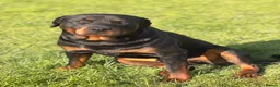 Rottweiler dogs for stud: Rottweiler stud - Advert 1