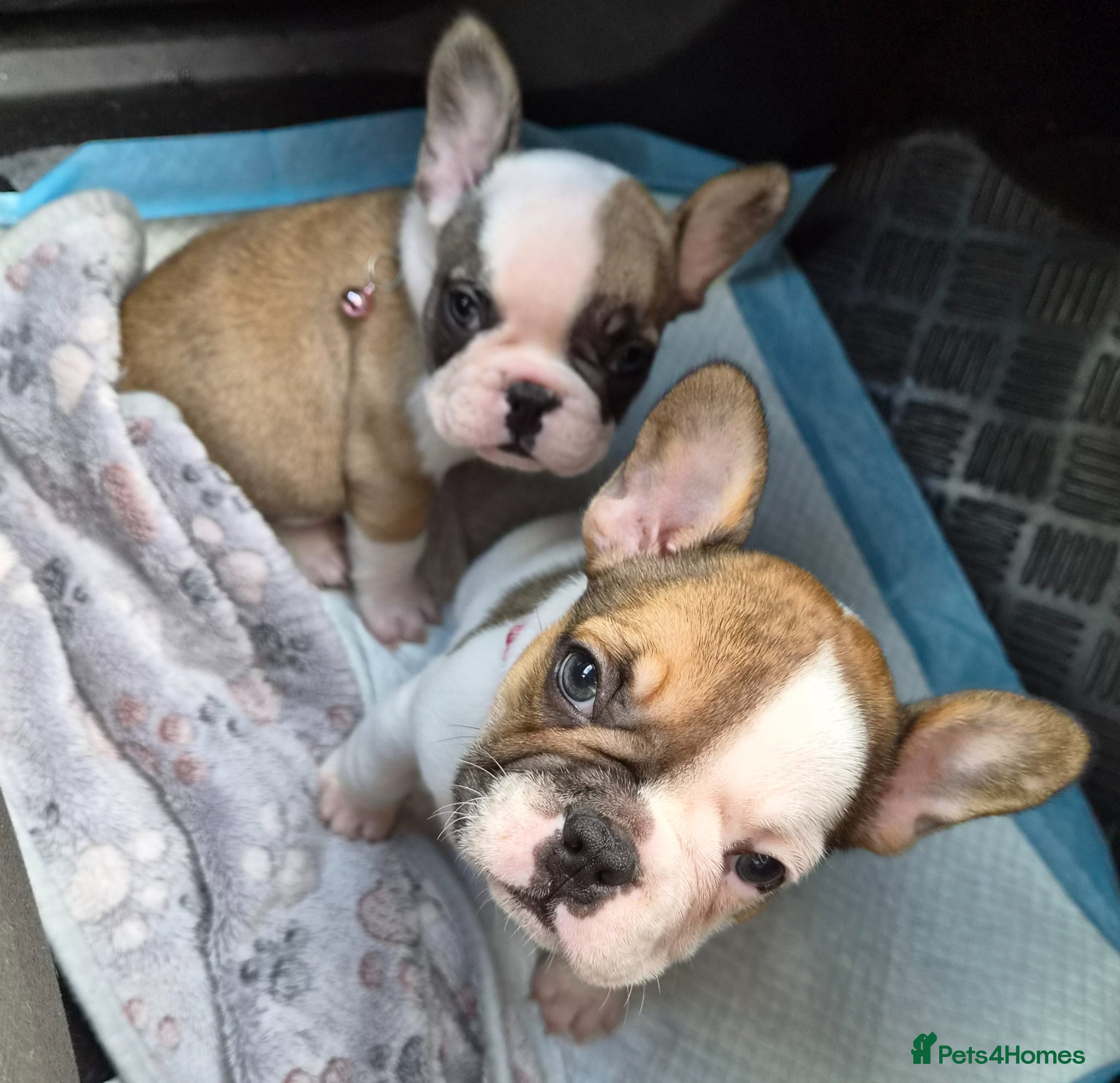 French Bulldog dogs Female French bulldog puppies  - Advert 12