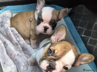 French Bulldog dogs Female French bulldog puppies - Advert 12