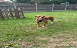 Mixed Breed dogs for sale: Thor ❤️ - Image 2