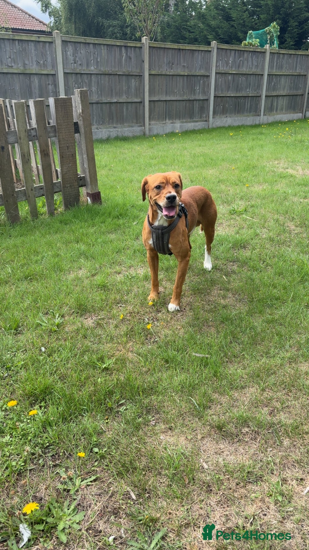 Mixed Breed dogs for sale: Thor ❤️ - Image 2