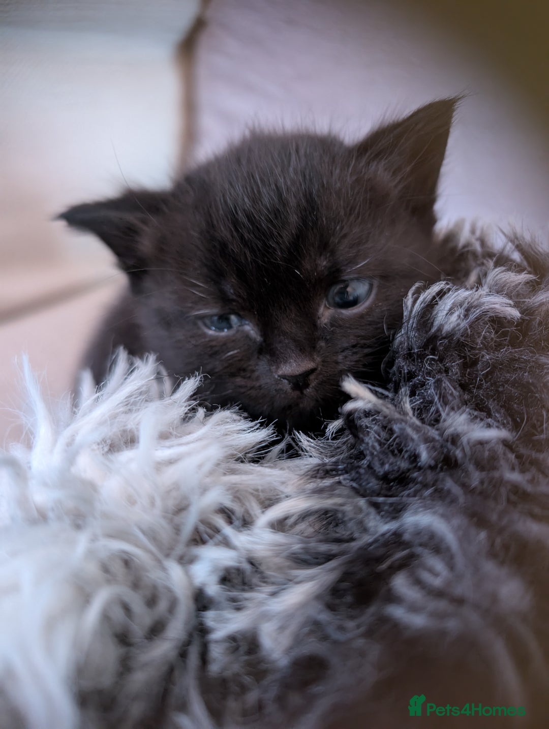 British Shorthair cats for sale: 4 black kittens ready for new homes - Image 3
